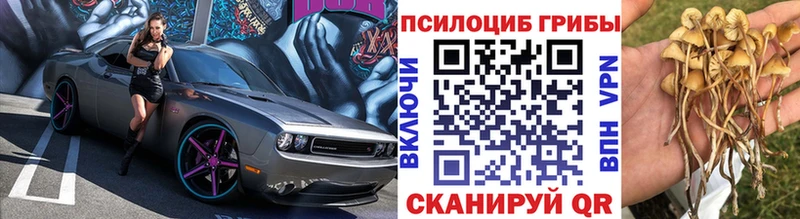 Галлюциногенные грибы Psilocybe Котлас